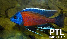 Copadiochromis_MALAWI7