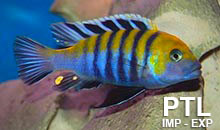 Cynotilapia_MALAWI3