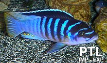 Metriaclima_MALAWI1
