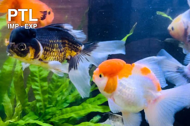 FWTX914_ORIFIAMMA-THAI-JELLY-HEAD-MIX-10-12-CM-XXXL