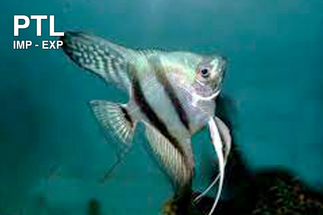 PTL691215_PT.-SCALARE-AMAZZON-BLU