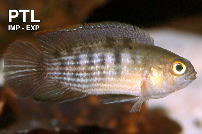 PTL691313_NANNACARA-TAENIA