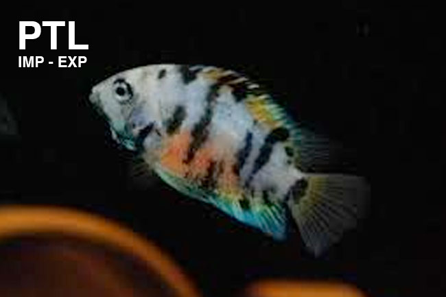 PTL691551L_CICHLASOMA-NIGROFASCIATUM-MARBLE3