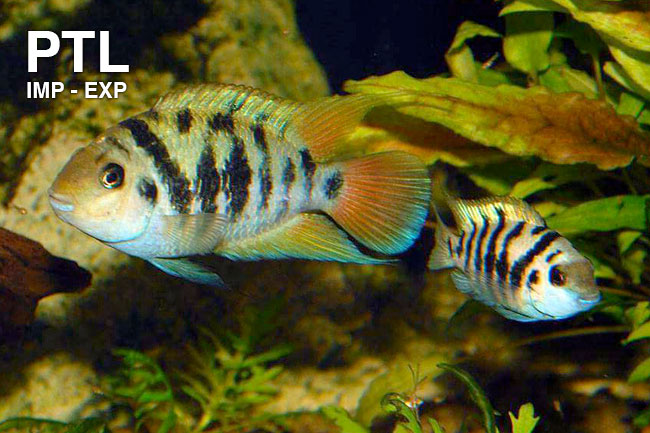 PTL691565_Cichlid-Honduran-RedPoint