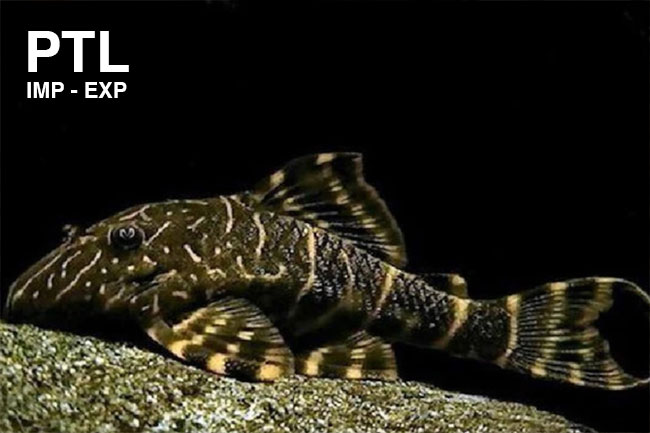 PTL692424_PANAQOLUS-MACCUS-L-103