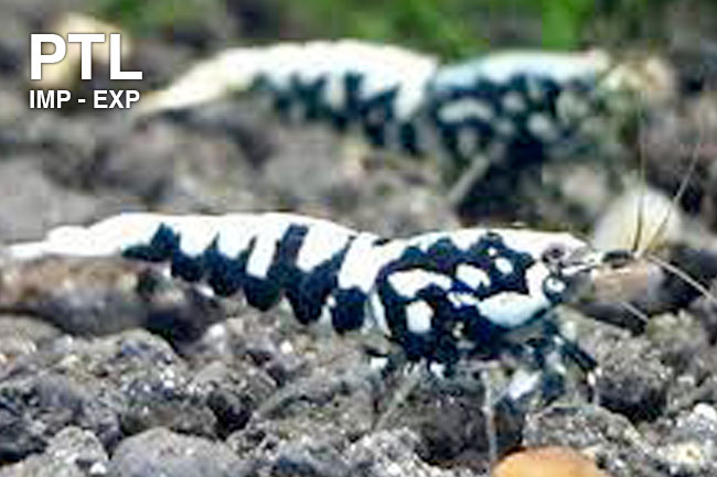 PTL692914__NEOCARIDINA-FISH-BONE