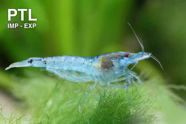 PTL692939_Neocaridina-palmata-Plue-Pearl