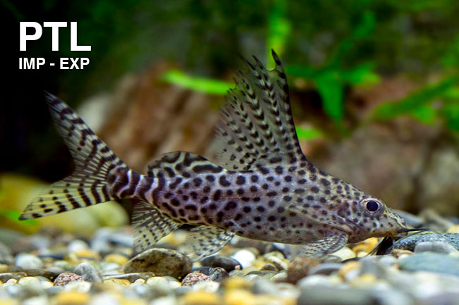PTL69811_Synodontis-eupterus